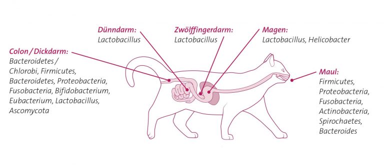 Aufbau des Verdauungstrakts einer Katze