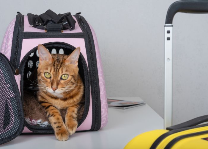 Katze in einer Transportbox