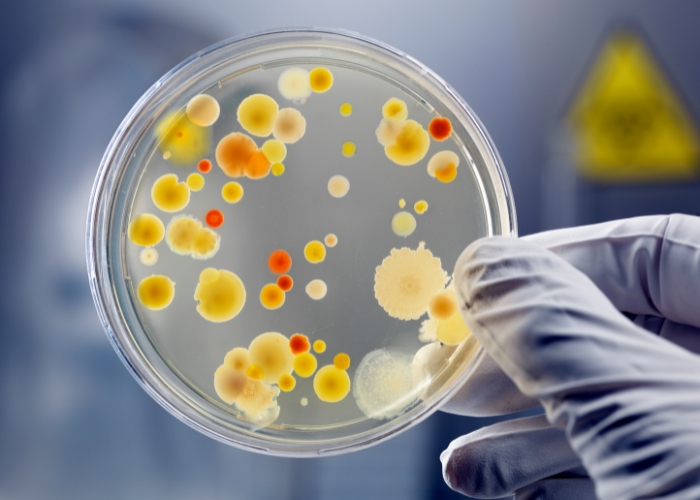 Alexander Fleming entdeckte Penicillin - Schimmelpilz wuchs auf der Petrischale