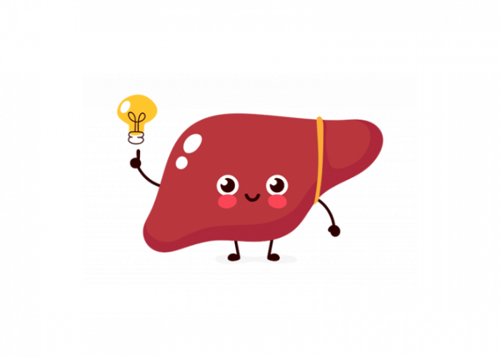 leber immunsystem darm