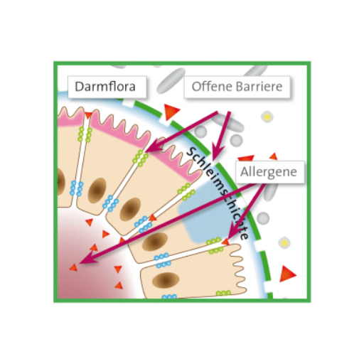 allergie entstehung schnupfen