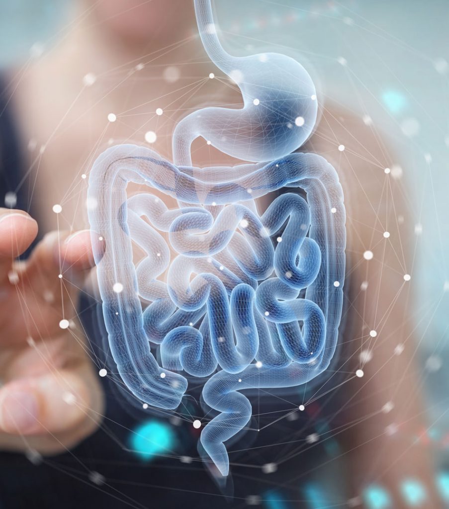 Darm Transparent shutterstock 1647269665