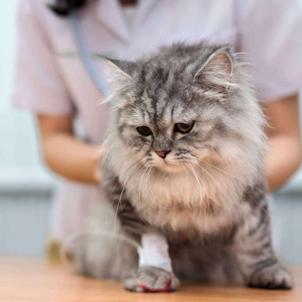 Katze ist bei Tierärztin und wird untersucht