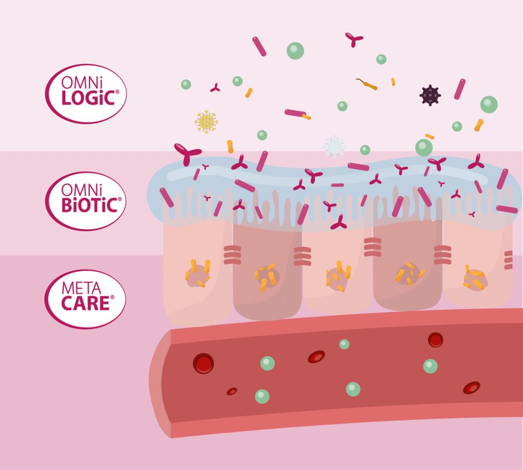 Abbildung aller drei Schichten einer gesunden Darmbarriere