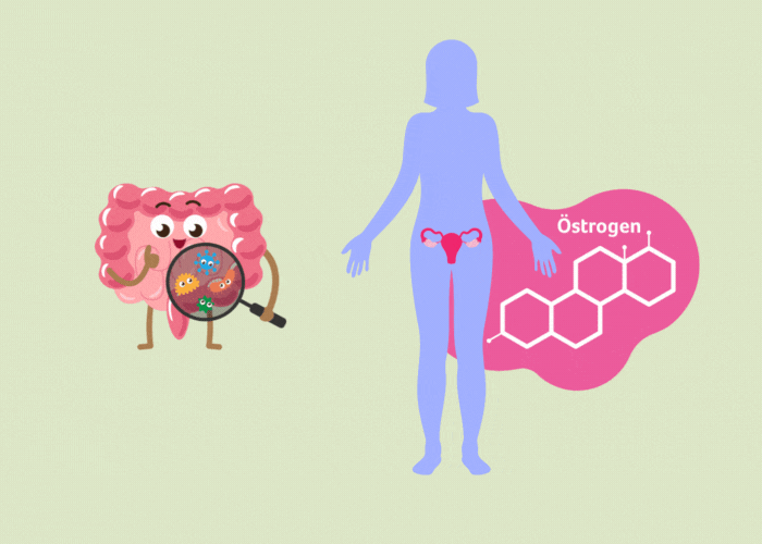 Einfluss des Oestroboloms auf das Östrogen
