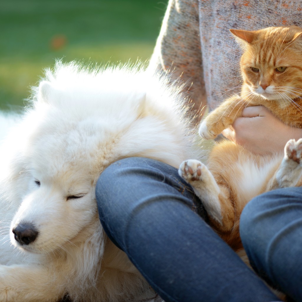 Durchfall bei Hund und Katze im Griff - Frau kuschelt mit einem entspannten Samojede und einer Katze