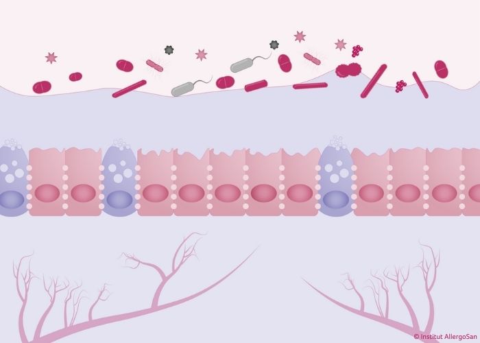 Darmbarriere ©Institut AllergoSan