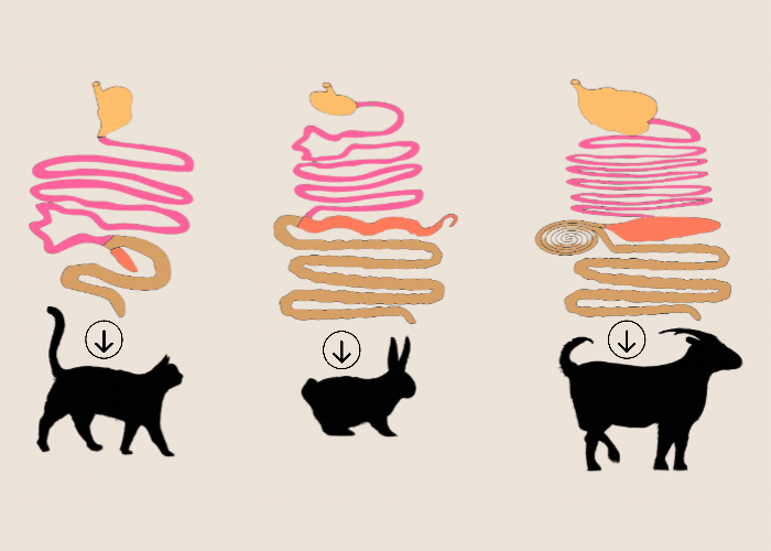 verdauungstrakt von Katze, Hase und Ziege im Vergleich