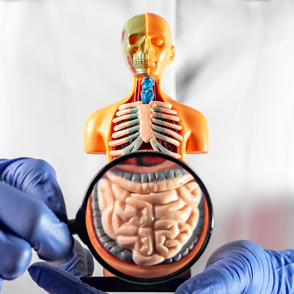 gut health connections immune system vaginal flora