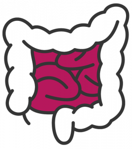 small intestine digestive tract