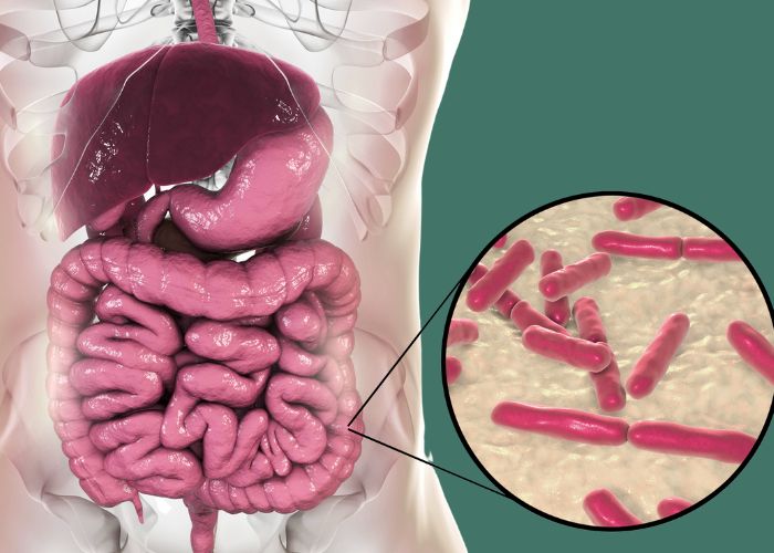 fast food effect microbiome gut bacteria