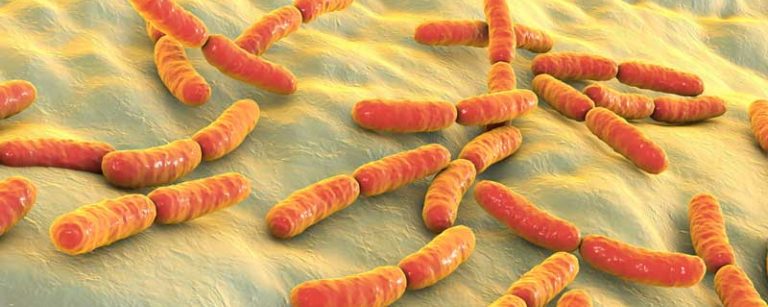 spermidine anti aging gut bacteria