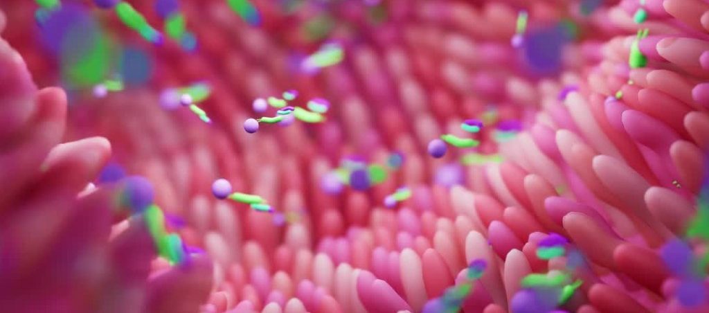 gut microbiome 1 e1754986865510