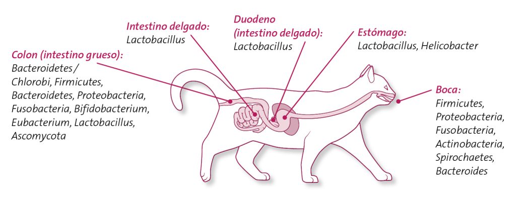 El microbioma es importante para el bienestar animal