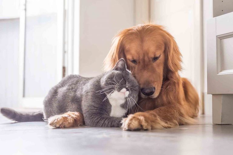 Probióticos para perros y gatos