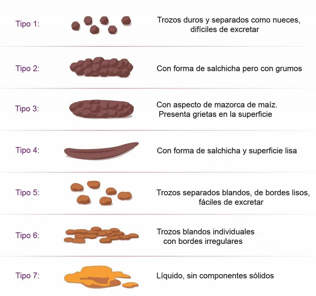 Estrenimiento constipacion escala bristol problemas intestinales prebioticos probioticos simbioticos omni biotic omni logic