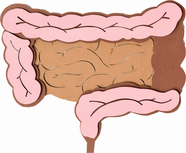 intestino esquema 1024x844 1