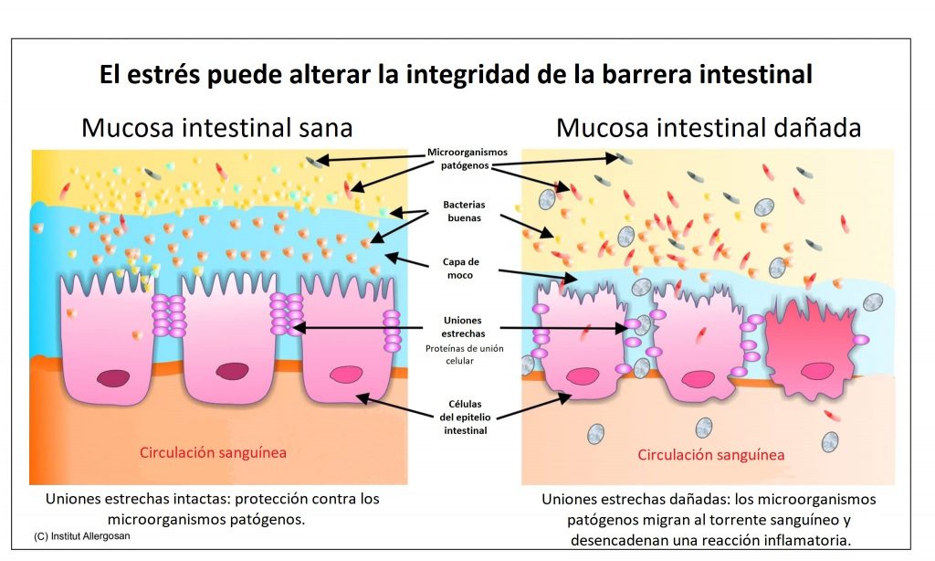 uniones estrechas mucosa intestinal sana 768x460 1