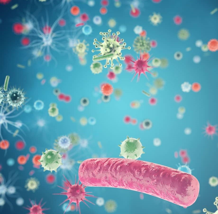 Microbiota intestinal