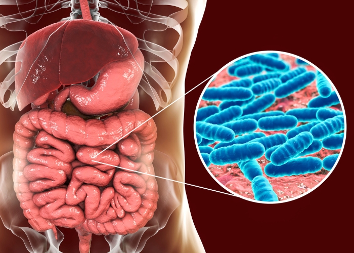 darmflora aufbau nach antibiotika therapie