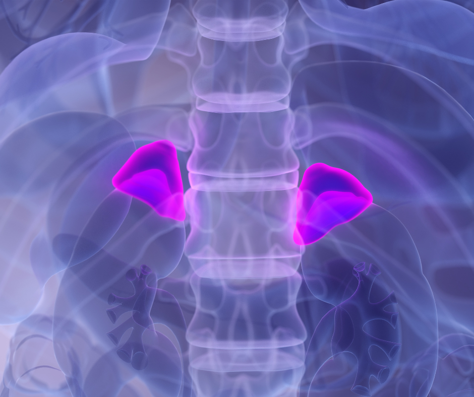 Cortisol-estres-probioticos