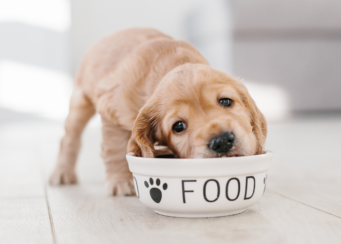 perro golden cachorro