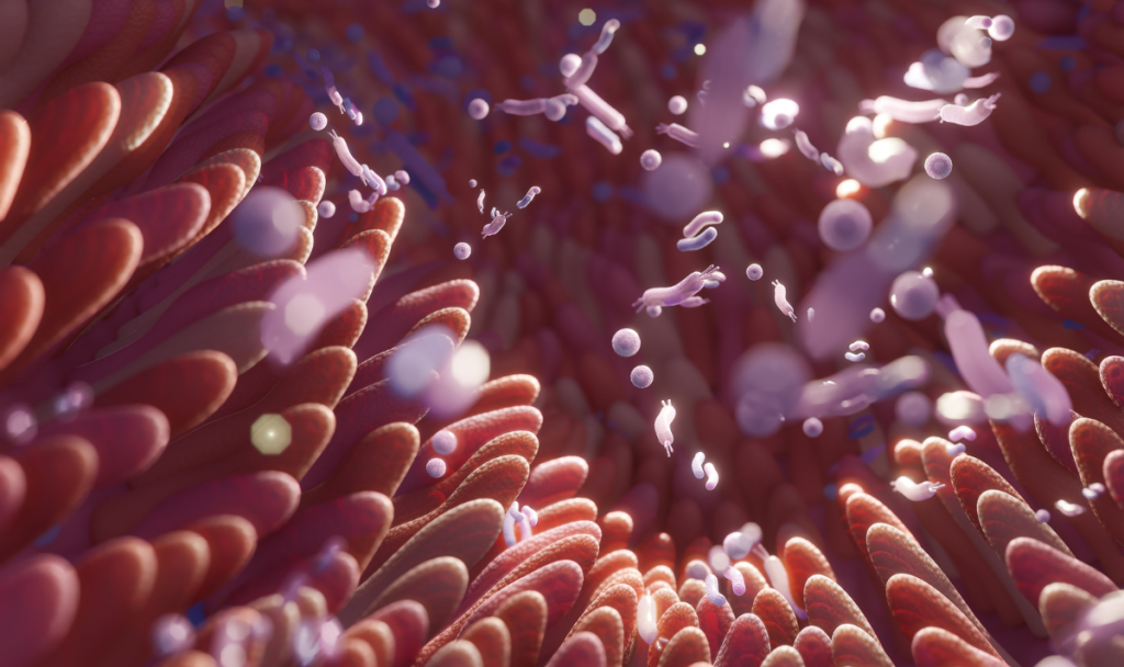 hyperpermeabilite bacteries probiotiques