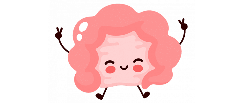 L'intestin et le système immunitaire travaillent ensemble