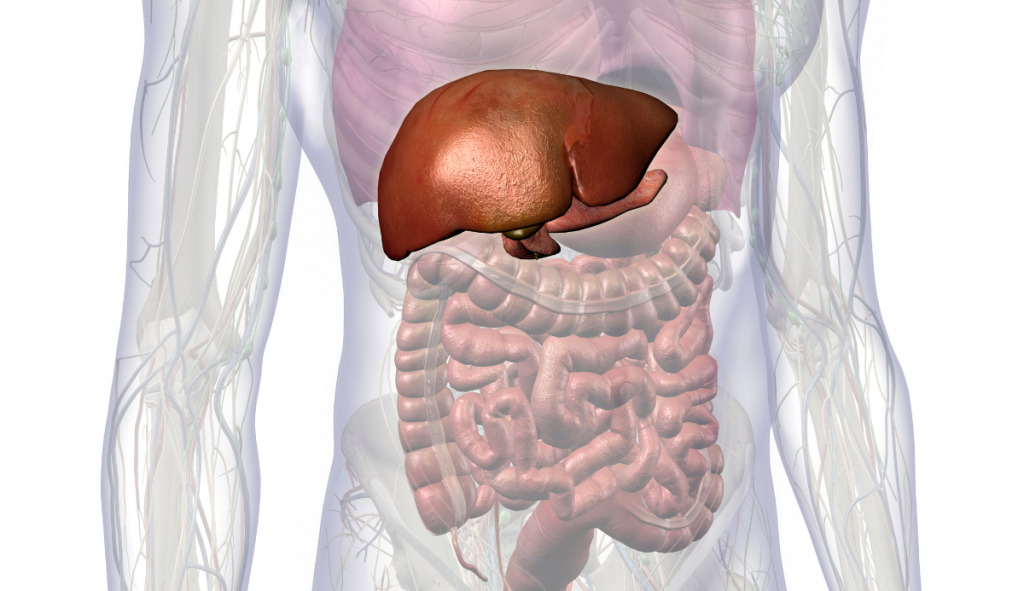 Soulager le foie : liens entre foie et intestin