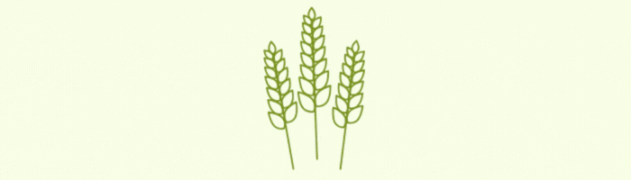 Fibres alimentaires : les céréales complètes