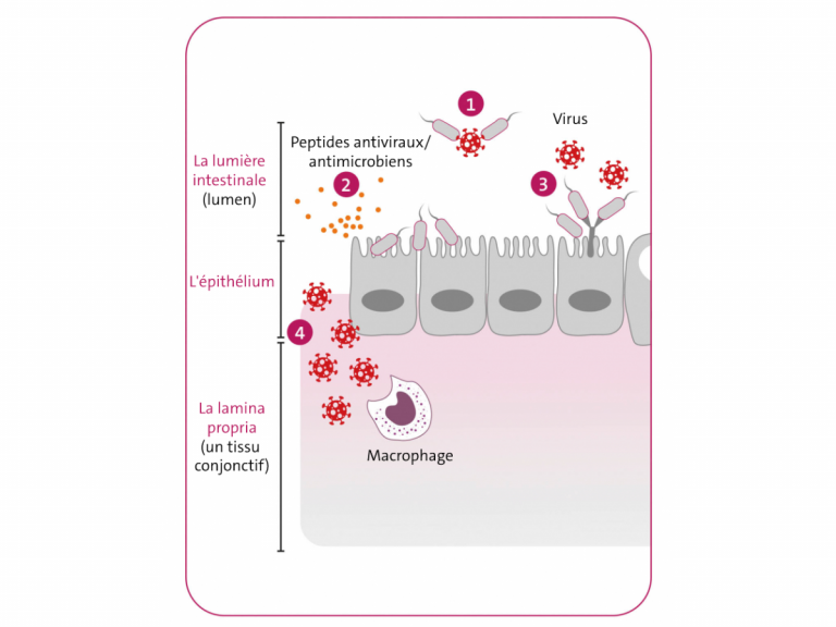 Microbiote intestinal : élément clé contre les virus