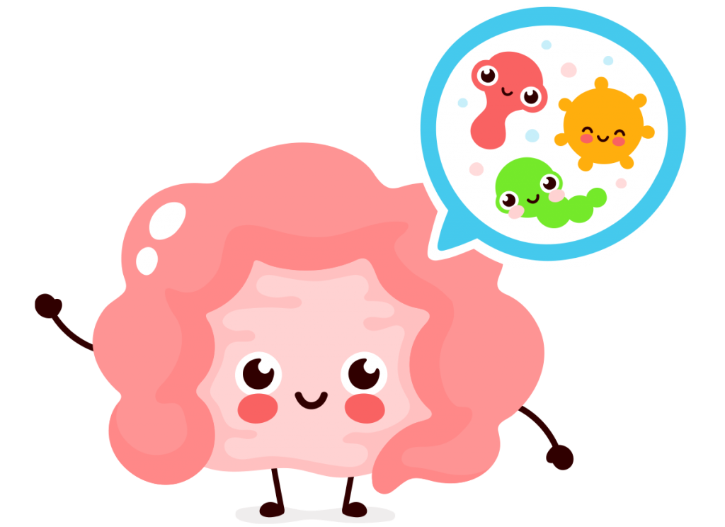 Des probiotiques pour l'équilibre du microbiote