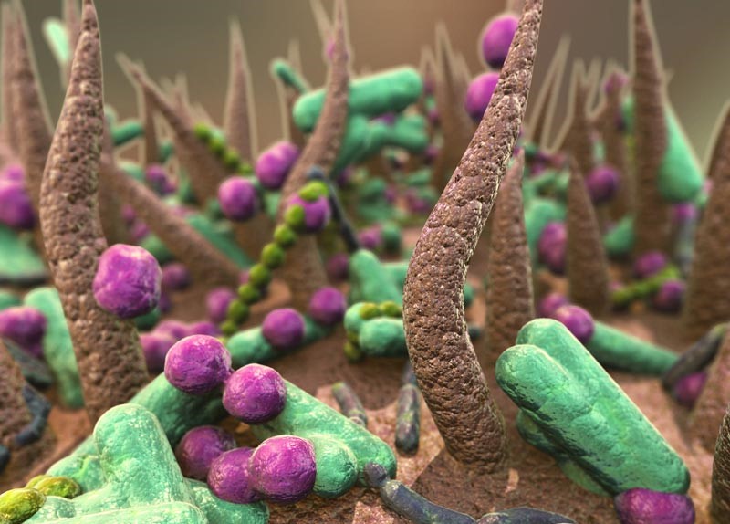 Santé du microbiote : les bactéries intestinales travaillent mieux en équipe !