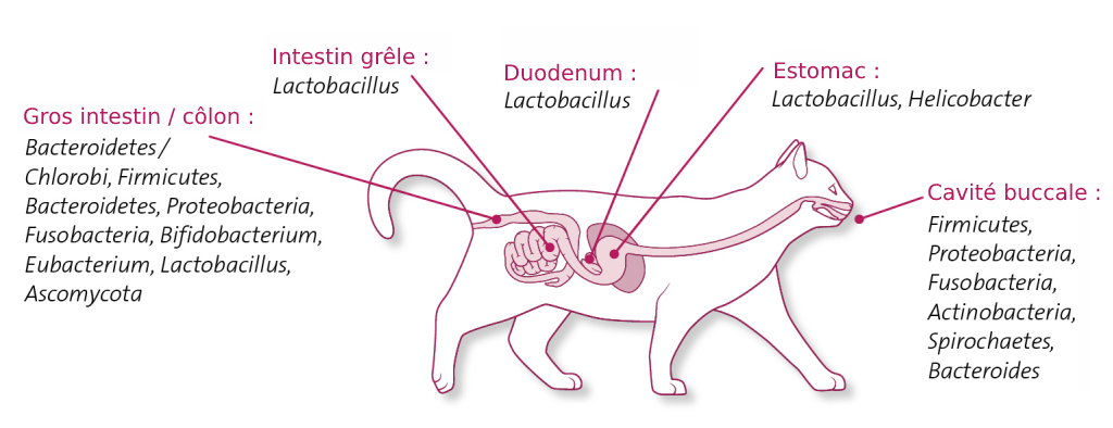 composition bactérienne des microbiotes du chat