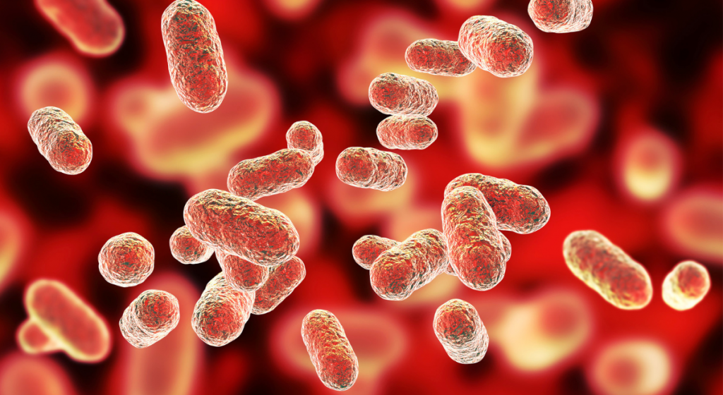 Porbiotiques pour maigrir