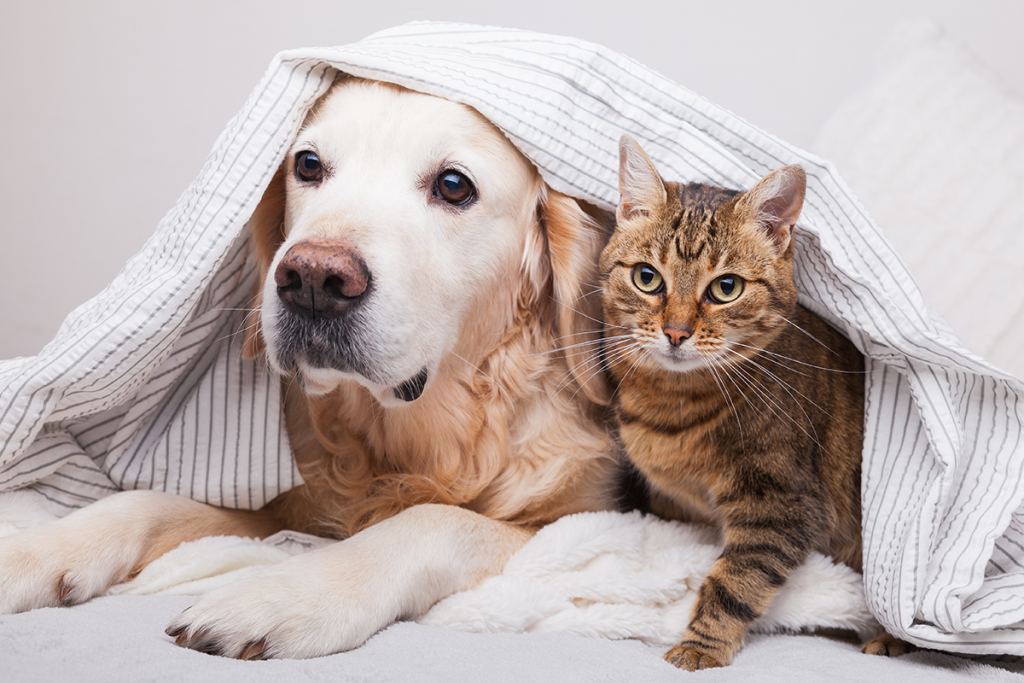 Probiotique chien et probiotique chat