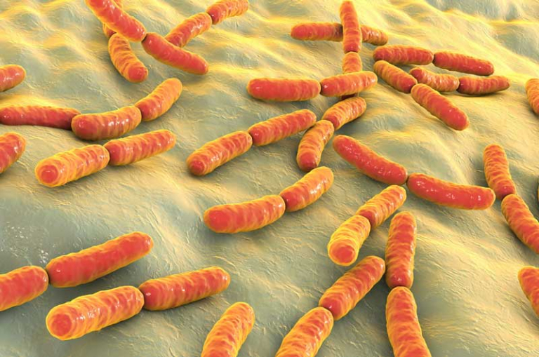 spermidine microbiote probiotiques 1