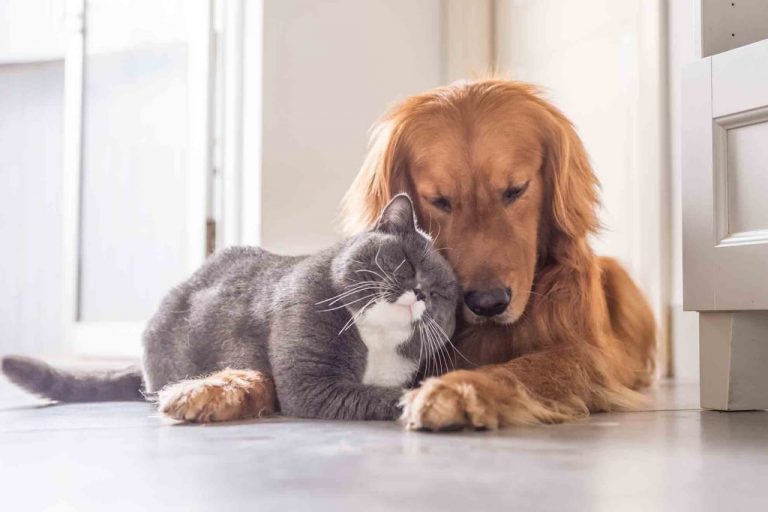 Diarrhée chien et diarrhée chat