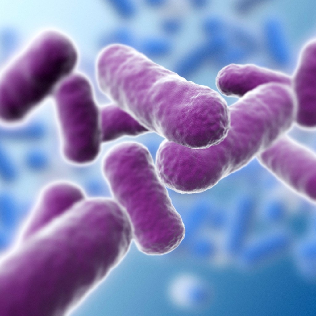 Quelles sont les bactéries de notre flore intestinale ?