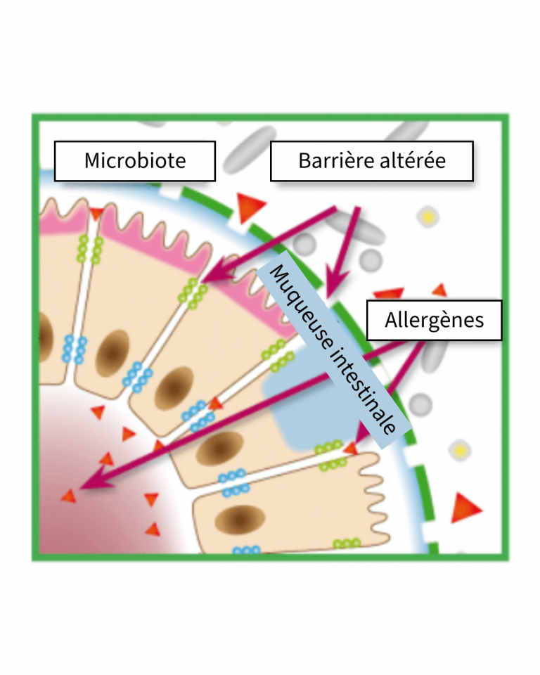 Le mécanisme d'une réaction allergique