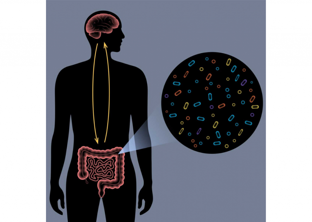 Le rôle de l'intestin dans la malaide d'Alzheimer