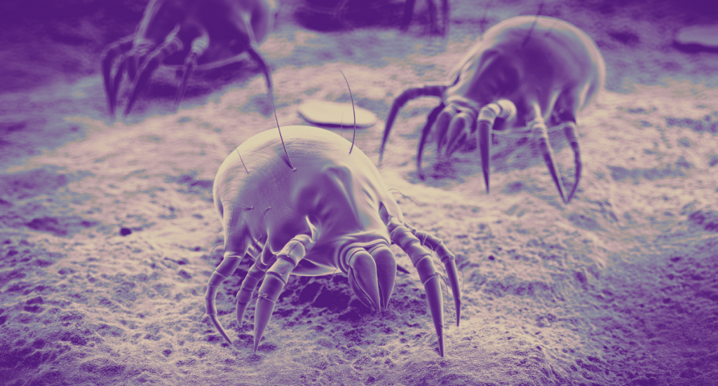 L'allergie aux acariens : que faire ?