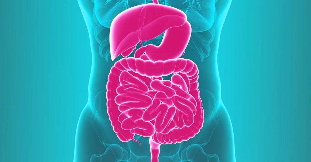 L'axe intestin-foie : des probiotiques pour soutenir le foie