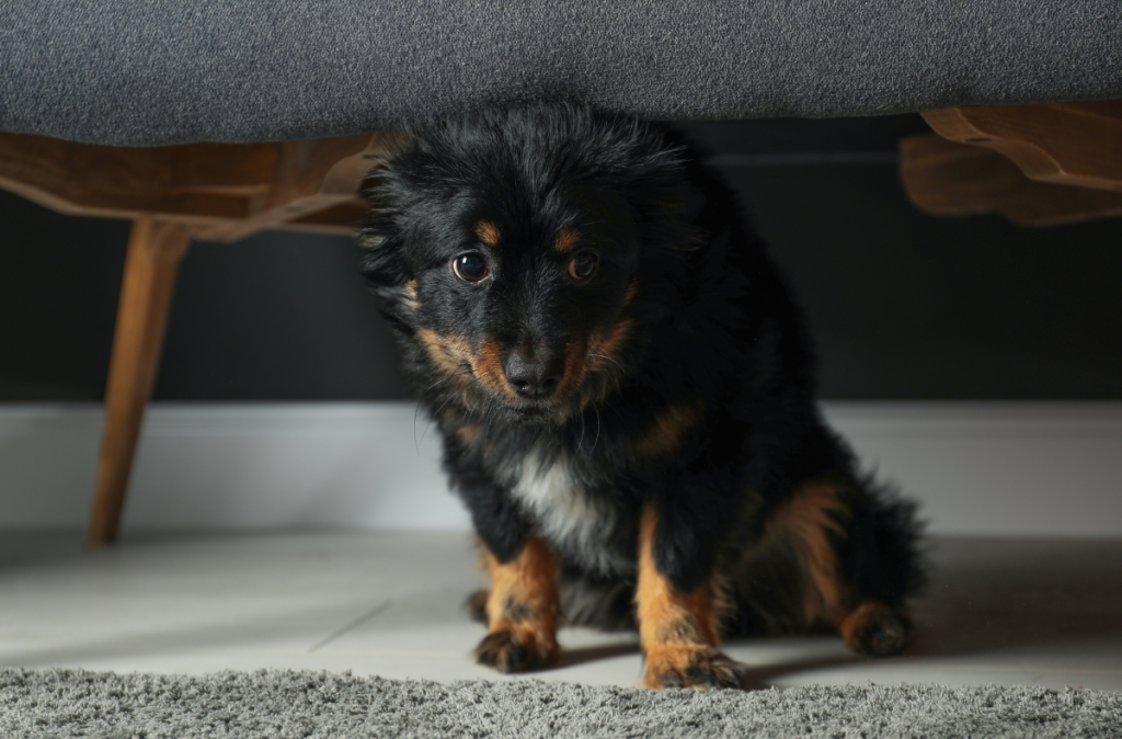 Chat stressé / chien stressé : conseils