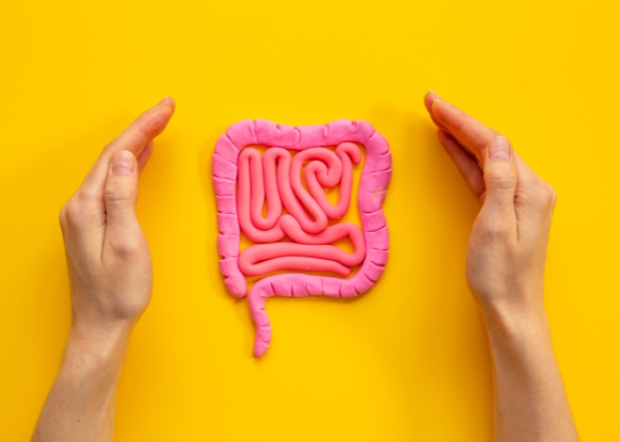 L’intestin, un allié pour la gestion du poids