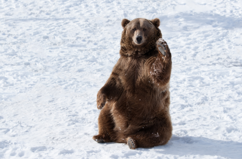 Ours brun assis dans la neige obésité