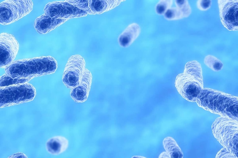 akkermansia muciniphila