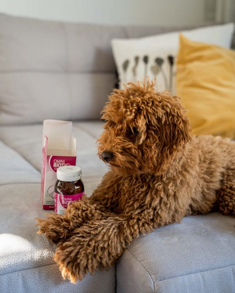 kutya probiotikum, macska probiotikum, omni-biotic, kutya hasmenés, hasmenés ellen