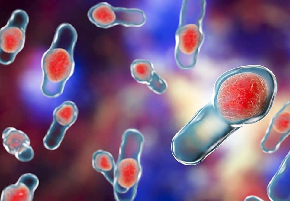 bélbaktérium, emésztés serkentése, probiotikum, prebiotikum, legjobb probiotikum, omni-biotic, bélbaktériumok helyreállítása, bélbaktériumok, bélbaktériumok tünetei, bélflóra, mikrobiom, bélmikrobiom