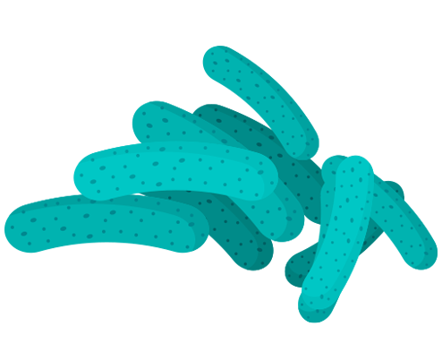 Lactobacillus bélrendszer, probiotikum, bélműködés, bélbaktériumok